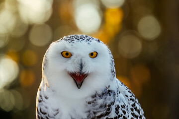 Portrait of calling owl at sunrise. Snowy owl, Bubo scandiacus, with sunrays in background. Arctic owl call. Beautiful white polar bird with yellow eyes. Wild winter nature. Raptor in natural habitat.