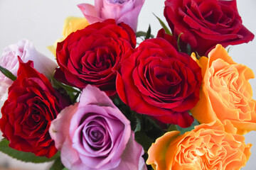 カラフルな薔薇