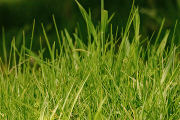 Close-up photography of some grass leaves illuminated by the morning sun, in a farm near the colonial town of Villa de Leyva in central Colombia.