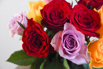 カラフルな薔薇