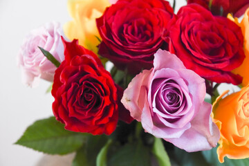 カラフルな薔薇