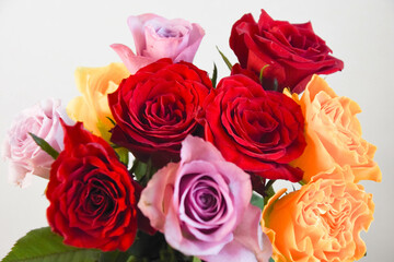 カラフルな薔薇