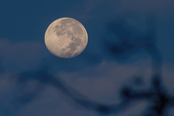 View of the full moon at dawn behind a defocused alder branch, shining over the western Andean mountains of central Colombia.