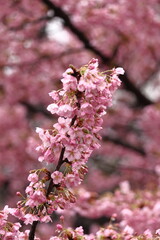 鮮やかなピンク色の早咲き桜