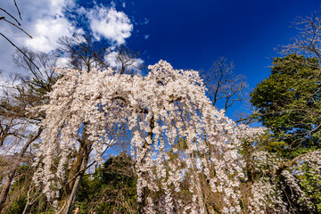 京都府京都御苑　満開のしだれ桜　
