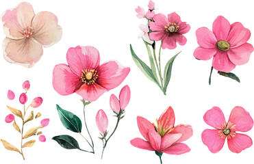 pink and white flowers