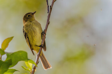 A mountain elaenia looking for flies perched on a twig, early in the morning, in a forest in the eastern Andean mountains of central Colombia.