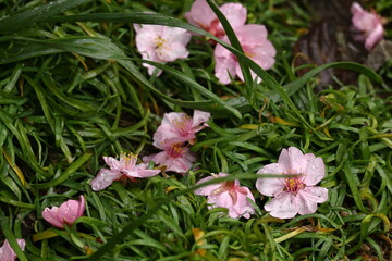 鮮やかなピンク色の早咲き桜