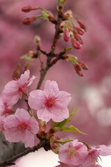 鮮やかなピンク色の早咲き桜
