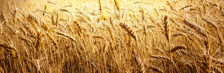 Wheat field.