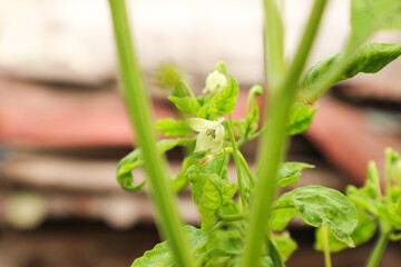 Close-up of a Pepper Plant Blossom