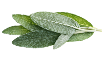 single sage leaf isolated on white transparent background
