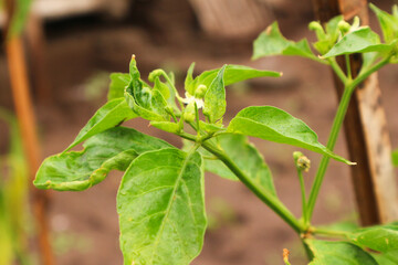 Obraz premium Close-up of a Chili Pepper Plant with Delicate White Flowers