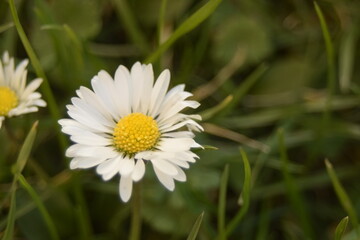 Bl&uuml;te eines G&auml;nsebl&uuml;mchens