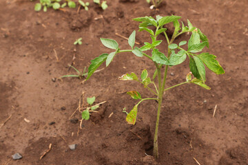 Young Tomato Plant Thriving in Soil