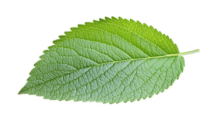Obraz premium single sage leaf isolated on white transparent background