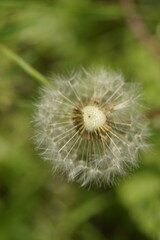 Löwenzahnsamen weggeblasen