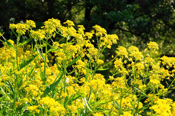 A bunch of yellow flowers with green leaves.
