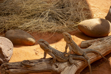 Eastern bearded dragon