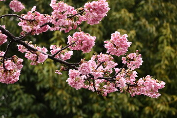 鮮やかなピンク色の早咲き桜