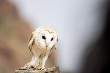 Barn owl