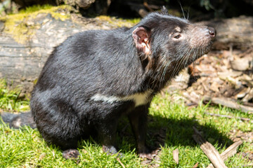 Tasmanian devil sniff
