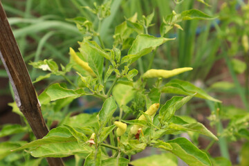 Vibrant Green Chili Peppers Growing on a Lush Plant