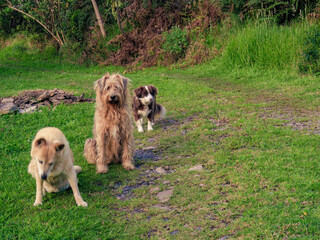 Three very different mongrel dogs sitting on a grass field, in a farm near the colonial town of...