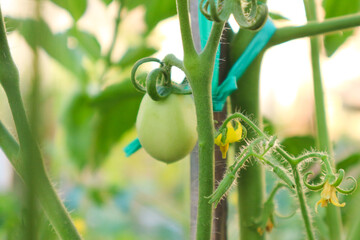 A Close-Up View of a Young, Unripe Green Tomato Growing on the Vine
