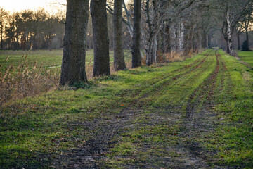 Tranquil Rural Forest Path in Winter, near Stuifzand, Netherlands