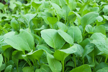 Lush Green Choy Sum Leaves in a Garden