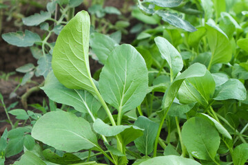 Vibrant Green Bok Choy Plants Thriving in a Lush Garden