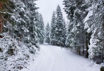 snow covered forest trail