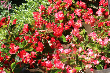 Vibrant Red Begonias in Full Bloom