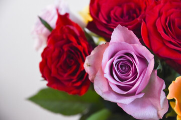 カラフルな薔薇