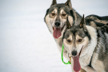 Sled dog lapland winter in Inari Nellim frozen lake