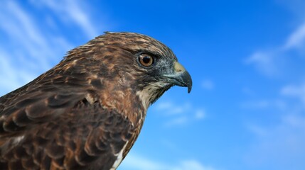 Red tailed hawk resing on tree top, Red-tailed Hawks are large hawks with typical Buteo proportions: very broad, rounded wings and a short, wide tail.Close up Red-tailed hawk.