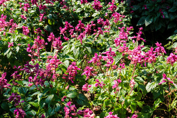 Obraz premium Vibrant Pink Salvia Flowers Blooming in a Lush Garden