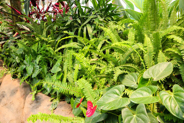 Lush Greenery in a Tropical Greenhouse: A Symphony of Ferns and Foliage