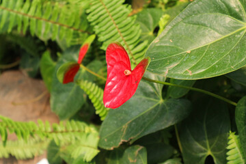 Vibrant Red Anthurium in Lush Green Foliage