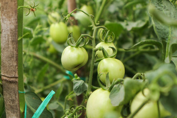 Unripe Green Tomatoes Growing on the Vine in a Lush Garden