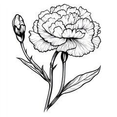Fototapeta premium Elegant Line Drawing of a Single Carnation Flower
