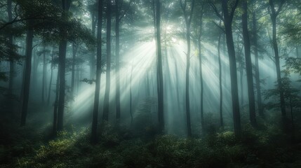 Obraz premium A thick layer of fog envelops the forest, while gentle sunbeams filter through the haze, creating a tranquil atmosphere perfect for exploration and adventure