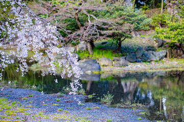 京都府京都御苑　満開のしだれ桜　
