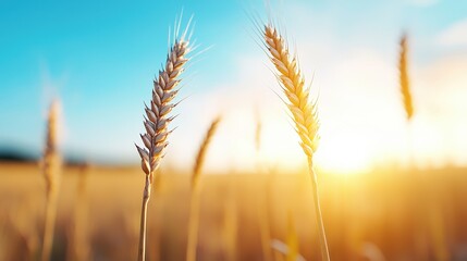 Vast Golden Wheat Field Underneath a Vivid Sunset Stretching to the Horizon Creating a Tranquil and Picturesque Rural Landscape Scene