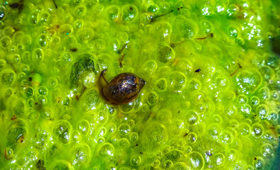 Gastropod mollusk on the surface of algae, Freshwater algae Spirogyra release oxygen into the air,...