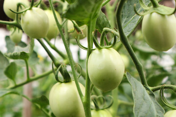 Green Tomatoes on the Vine: A Close-Up View of Unripe Tomatoes Growing in a Greenhouse