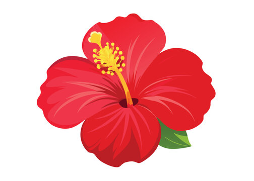 joba flower with white background