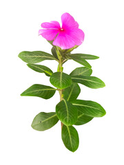 vinca mega bloom flowers  isolated on transparent background