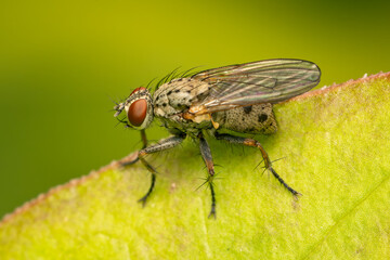 Coenosia tigrina fly hunting for a prey while on a leaf with blurred background